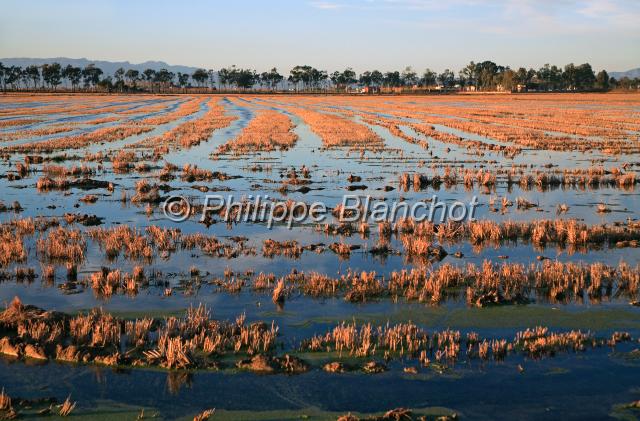 espagne catalogne 06.JPG - Rizière en hiverParc naturel du Delta de l'EbreCatalogne, Espagne